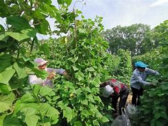 豆角客户端豆角网官网网站
