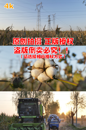 棉花视频下载苹果版棉花视频电脑版下载官网
