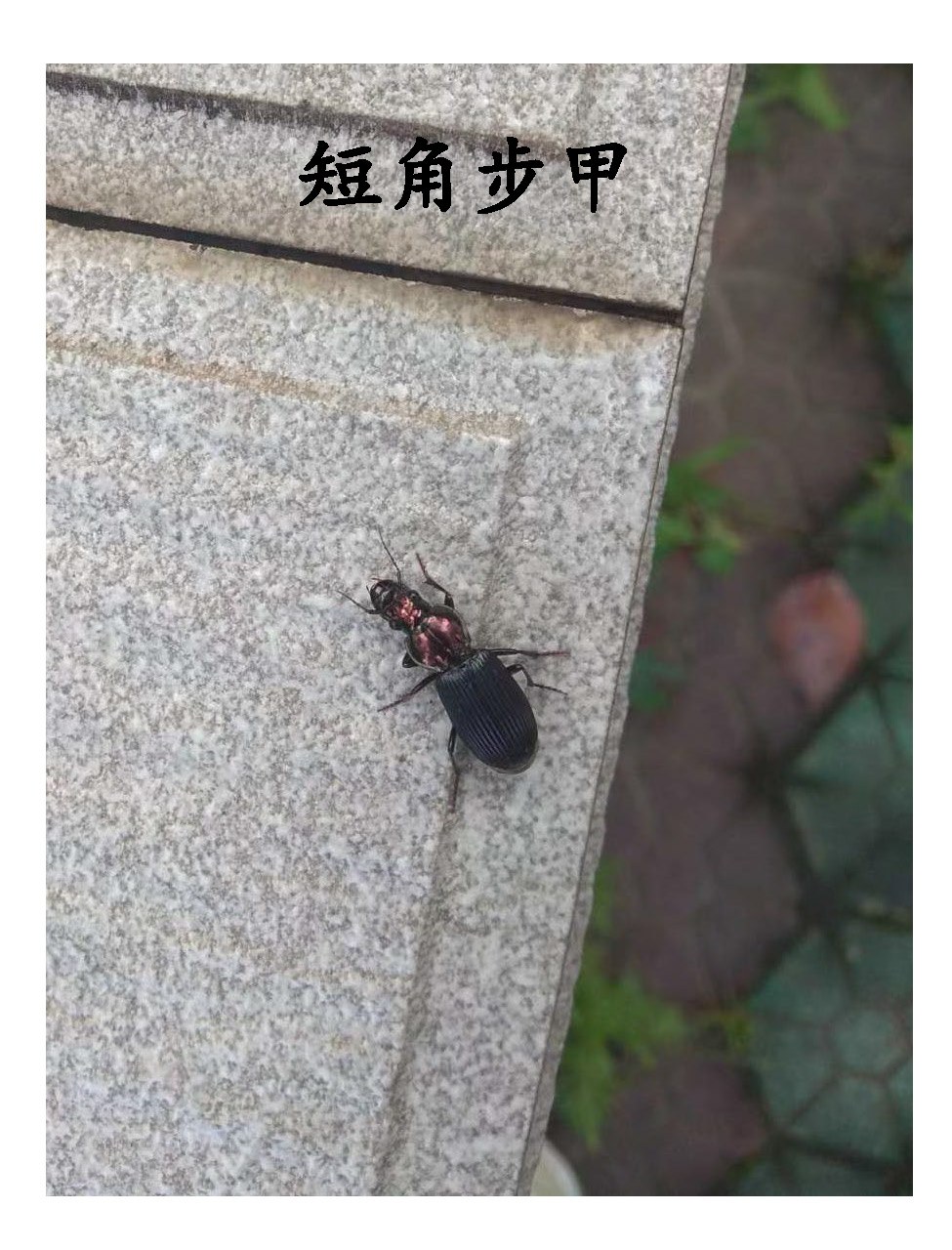 手机版使用鞘翅飞起来鞘翅怎么用烟花原地起飞