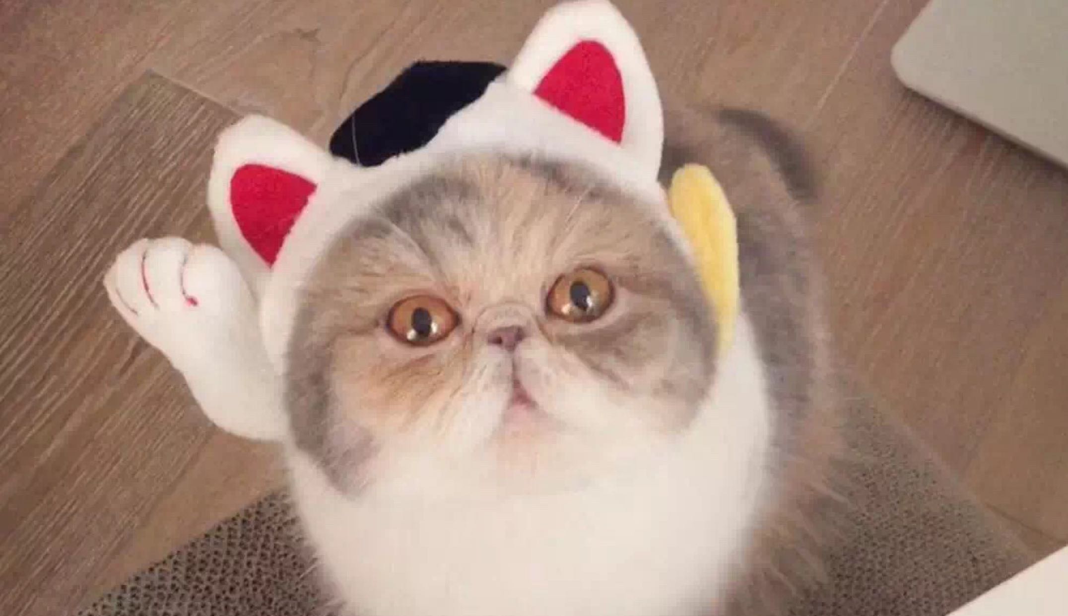 小猫咪客户端小猫编程官网下载-第2张图片-太平洋在线下载