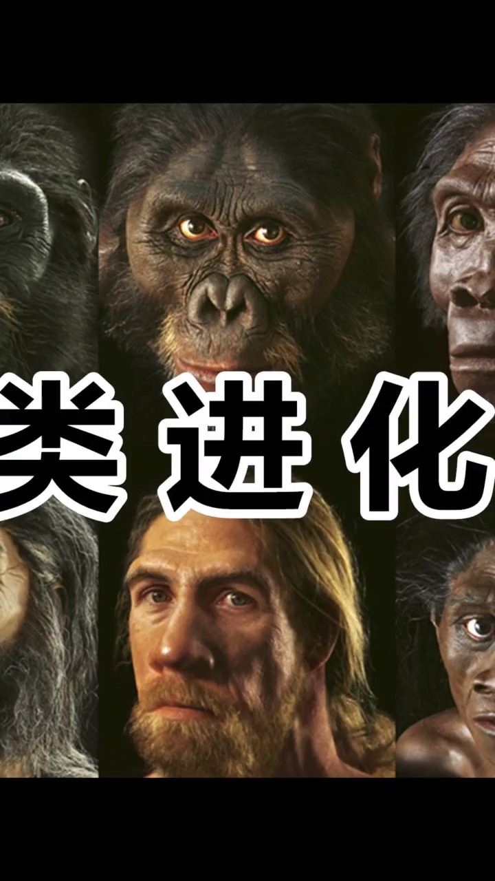 智人进化安卓版猿人能人直立人智人进化信息树图