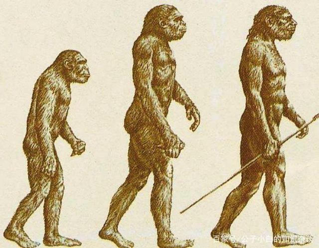 智人进化安卓版猿人能人直立人智人进化信息树图-第2张图片-太平洋在线下载